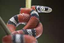 False coral snake, Costa Rica by Danita Delimont