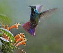 Green-breasted mango hummingbird at flame vine, Costa Rica by Danita Delimont