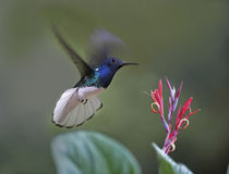 Male White-necked Jacobin hummingbird flying to a flower, Costa Rica. by Danita Delimont