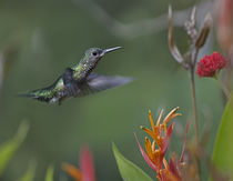White-necked Jacobin hummingbird female, Costa Rica by Danita Delimont