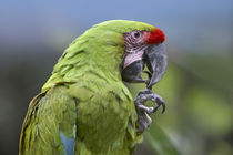 Buffon's macaw, Costa Rica. by Danita Delimont