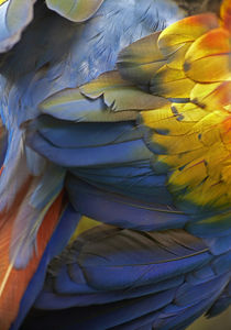 Scarlet macaw feathers, Costa Rica. by Danita Delimont