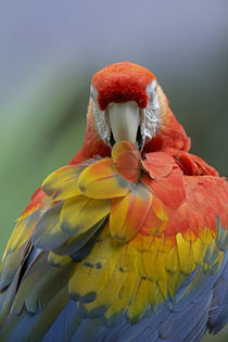 Scarlet macaw preening, Costa Rica. by Danita Delimont