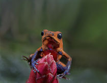Blue jeans poison dart frog, Costa Rica by Danita Delimont
