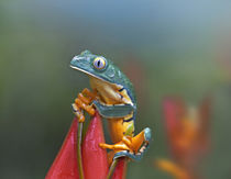 Tiger-striped leaf frog on a lobster claw flower, Costa Rica by Danita Delimont
