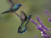 Green violet-ear hummingbirds, Costa Rica by Danita Delimont