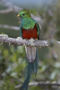 Resplendent quetzal, Costa Rica von Danita Delimont