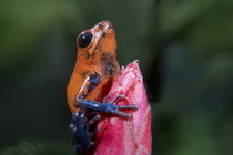 Blue jeans poison dart frog on a flower, Costa Rica by Danita Delimont