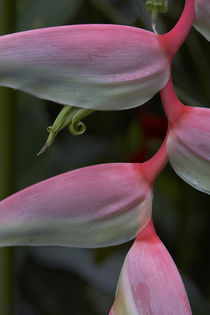 Close-up of a Heliconia, Costa Rica von Danita Delimont