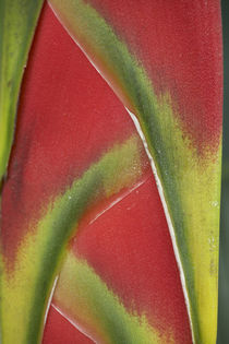 Close-up of Heliconia, Costa Rica by Danita Delimont