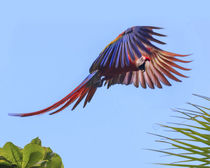 Scarlet Macaw in flight by Danita Delimont
