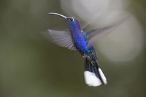 Violet Sabrewing Hummingbird by Danita Delimont