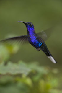Violet Sabrewing Hummingbird by Danita Delimont