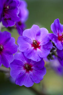Purple flower von Danita Delimont