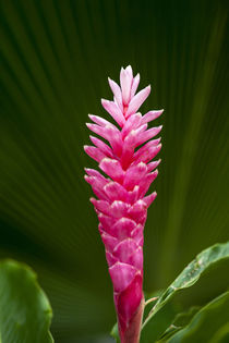 Pink Ginger flower by Danita Delimont