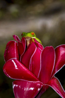 Red-eyed Tree Frog by Danita Delimont