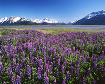 USA, Alaska, Kenai National Wildlife Refuge, Lupines in bloo... von Danita Delimont