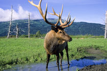 Elk Bull Stands in Alaskan Stream by Danita Delimont