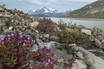 USA, Alaska, Glacier Bay National Park by Danita Delimont