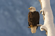 USA, Alaska, Chilkat Bald Eagle Preserve by Danita Delimont