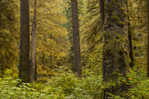 USA, Alaska, Tongass National Forest von Danita Delimont