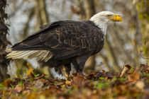 USA, Alaska, Chilkat Bald Eagle Preserve von Danita Delimont