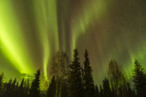 USA, Alaska, Fairbanks by Danita Delimont