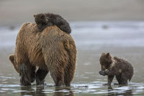 Brown bear and cubs by Danita Delimont
