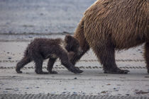 USA, Southeast Alaska, Brown Bear cub. by Danita Delimont