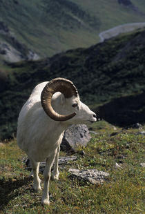 USA, Alaska, Dall Sheep, Dall Ram, Denali National Park by Danita Delimont