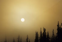 USA, Alaska, Fog, Sunrise, Winter, Denali National Park by Danita Delimont