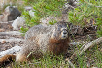 Hoary Marmot, Marmota caligata okanagana, largest North Amer... von Danita Delimont