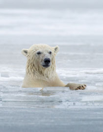 Polar Bears near Kaktovic, Alaska by Danita Delimont