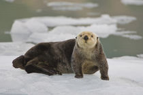 A sea otter rests on a small iceberg near the tidewater face... von Danita Delimont