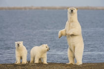 Polar bear by Danita Delimont