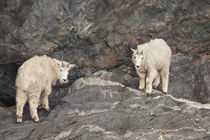 Rocky Mountain Goat by Danita Delimont