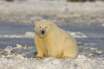 Polar Bear by Danita Delimont