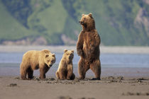 A brown bear mother and cubs walks across mudflats in Kaguya... by Danita Delimont