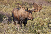 A large bull moose stands among willows on the tundra north ... by Danita Delimont