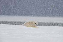 Polar bear von Danita Delimont