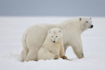 'Polar bear' von Danita Delimont