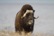 A lone musk ox bull browses on sedges on the arctic tundra, ... by Danita Delimont