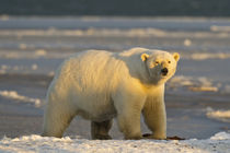 Polar bear von Danita Delimont