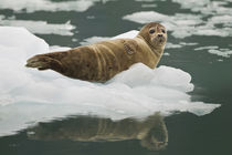 Harbor Seal by Danita Delimont