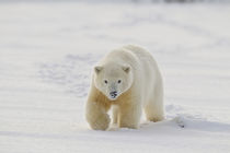 Polar bear by Danita Delimont