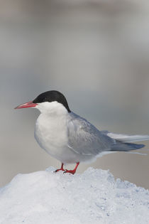 Arctic Tern by Danita Delimont