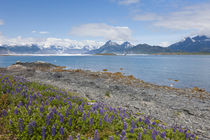 Lupine at Columbia Bay by Danita Delimont