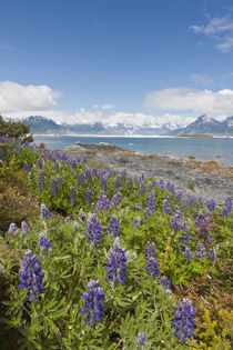 Lupine at Columbia Bay by Danita Delimont