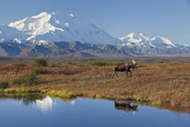 Bull Moose and Mt by Danita Delimont