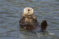 Sea Otter by Danita Delimont